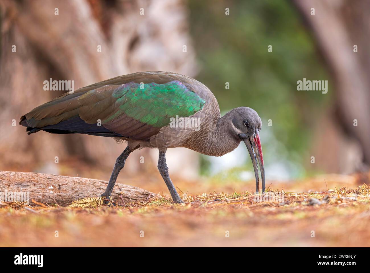 Hadada ibis (Bostrychia hagedash) Familie von Ibissen und Löffeln, auf der Suche nach Nahrungsmitteln, in der Erde, Lebensraum, Fuerteventura, Spanien Stockfoto