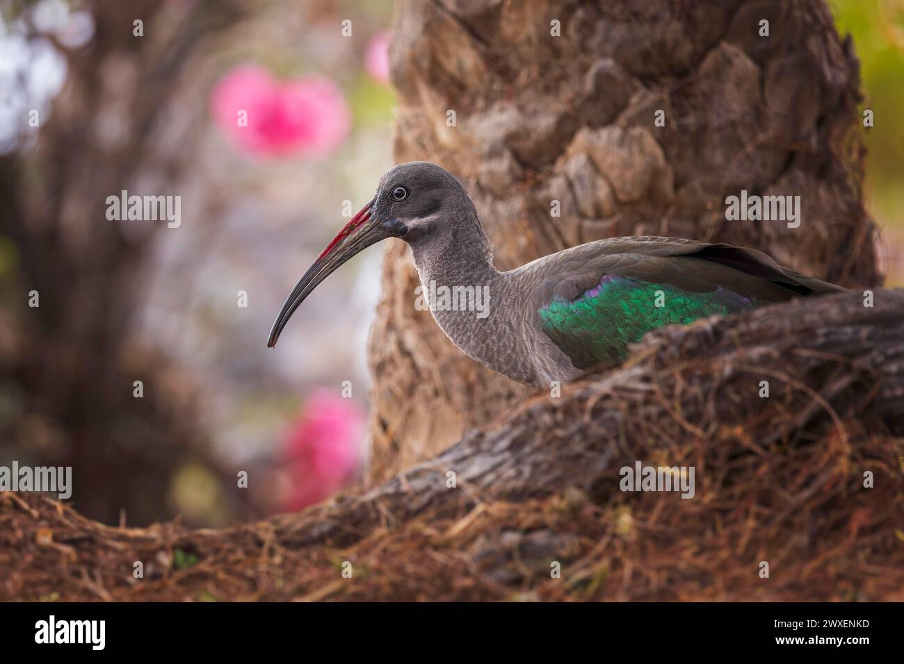 Hadada ibis (Bostrychia hagedash) Familie von Ibissen und Löffeln, Futtersuche, Lebensraum, Fuerteventura, Spanien Stockfoto