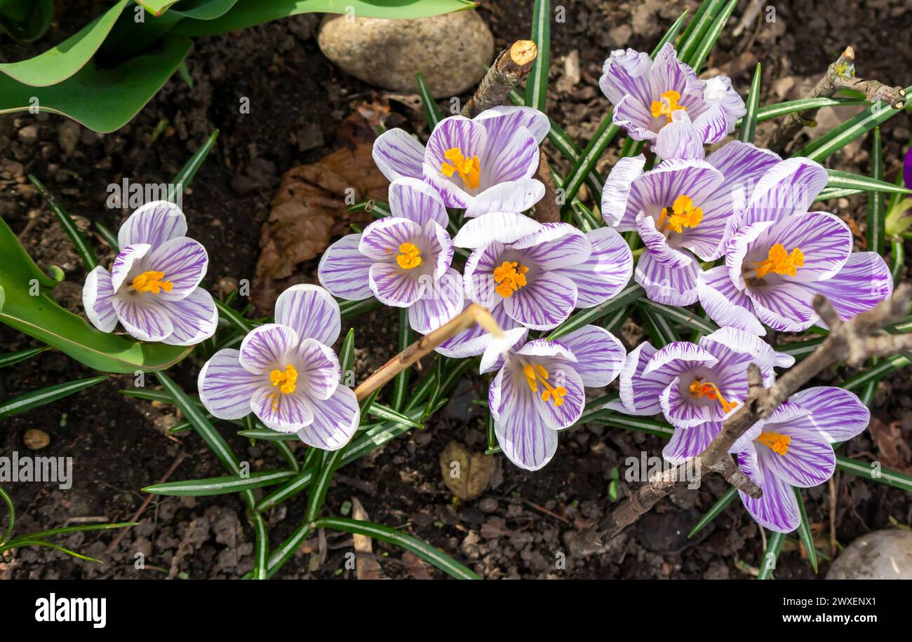 Siebers Crocus Tricolor Blumen - lateinischer Name - Crocus sieberi subsp. Sublimis Tricolor Stockfoto