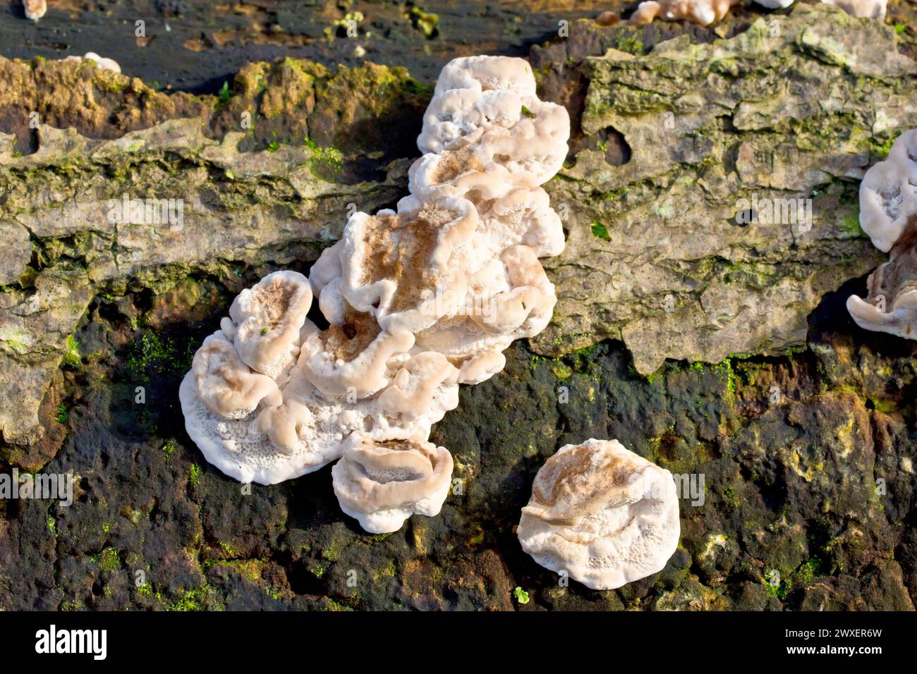 Nahaufnahme des jungen Fruchtkörpers eines Pilzes, der auf einem verrottenden Stamm wächst, wahrscheinlich Stereum hirsutum, auch bekannt als Haarige Vorhangkruste. Stockfoto