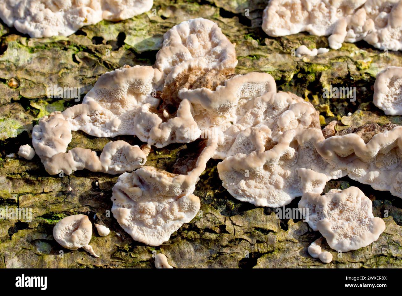 Nahaufnahme der jungen Fruchtkörper eines Pilzes, der auf einem verrottenden Stamm wächst, wahrscheinlich Stereum hirsutum, auch bekannt als Haarige Vorhangkruste. Stockfoto