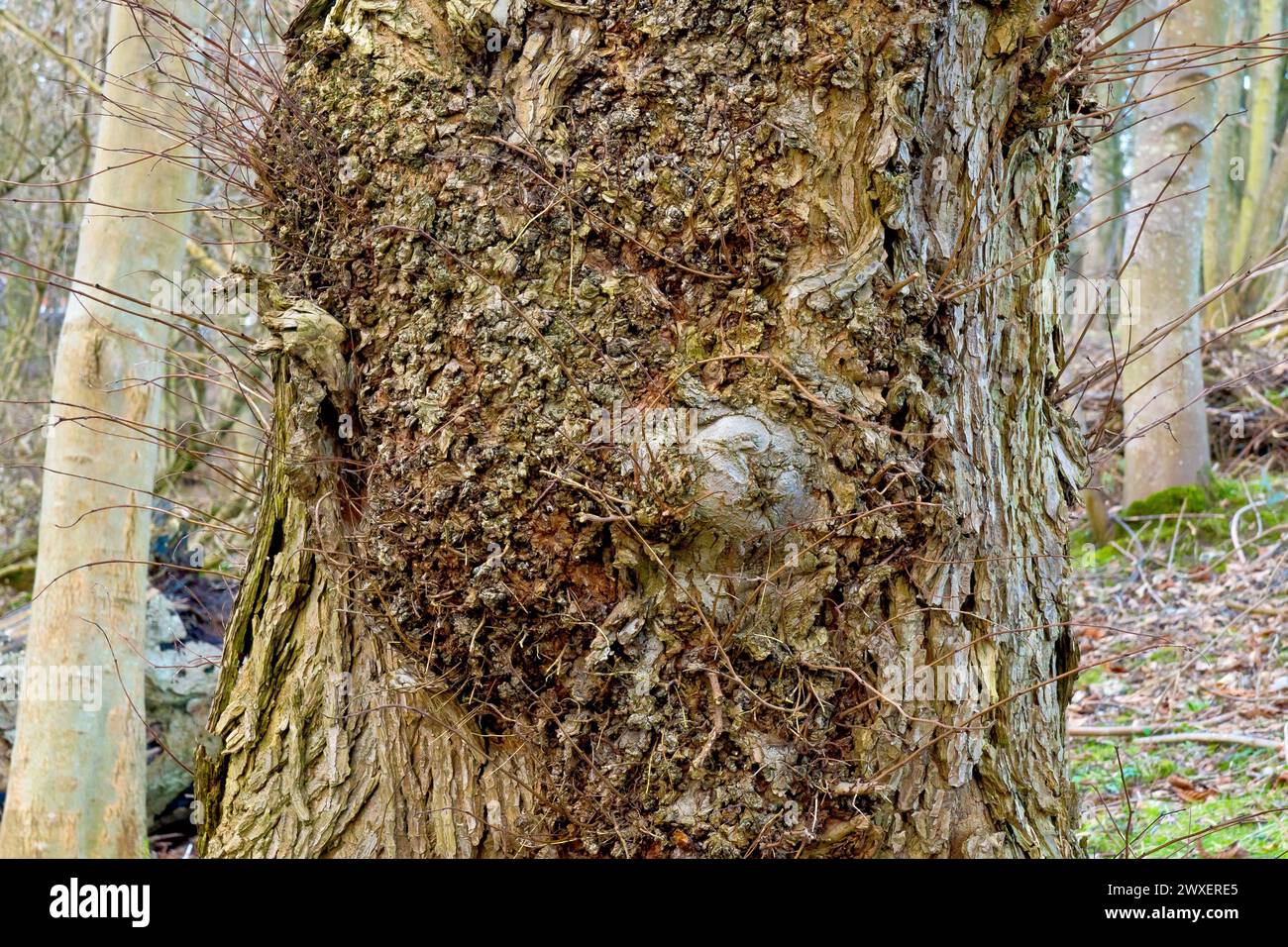 Wych Ulm (ulmus glabra), Nahaufnahme, in der gezeigt wird, wo der Baum Schäden am Stamm repariert hat, indem er eine große Fläche von Grat- oder Bohrholz erzeugt hat. Stockfoto