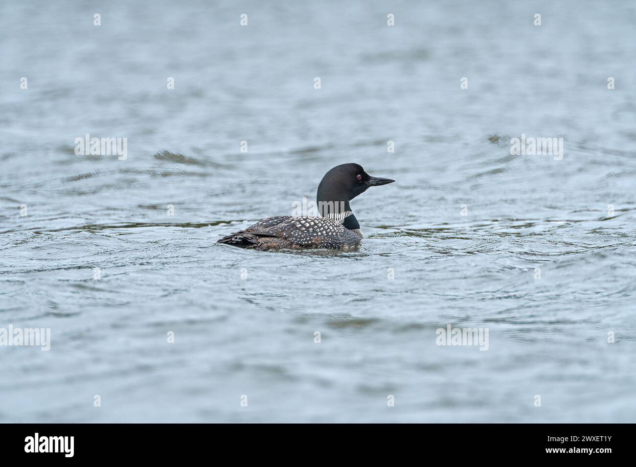 Loon schwimmt in einem North Woods Lake am Whitefish Lake in Northern Manitoba Stockfoto