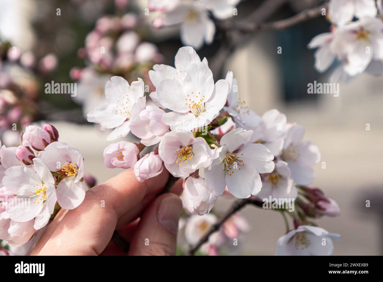 Nahaufnahme der Hand der Frau, die einen Sakura-Zweig mit Blüten hält Stockfoto