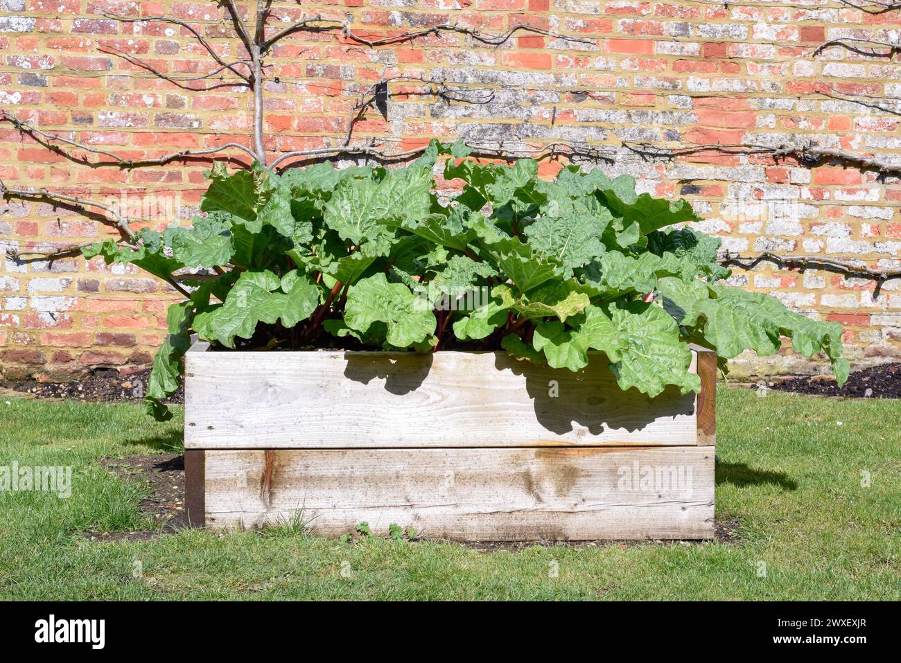 Hausgemachte Rhabarber in einem Hochpflanzer auf einem Kleingarten, um Lebensmittel auf nachhaltige Weise anzubauen Stockfoto