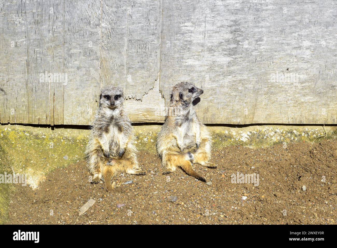 Zwei Meercats sitzen zusammen, einer zeigt weg, als ob er das andere ignorieren würde Stockfoto