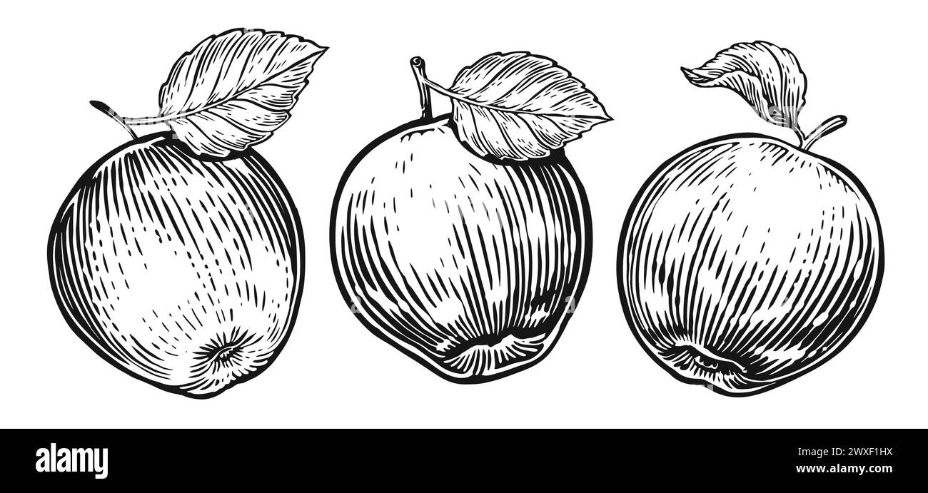 Apfelfrucht mit Blatt. Handgezeichnetes Obstset im Vintage-Gravurstil. Illustration des Skizzenvektors Stock Vektor