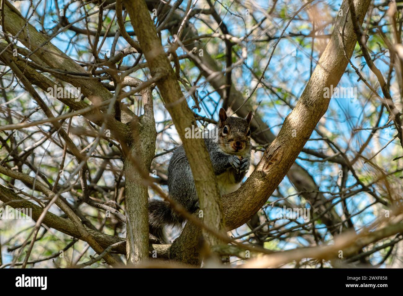 Eichhörnchenentzündung beim Genuss einer Big Nut im Wald Stockfoto