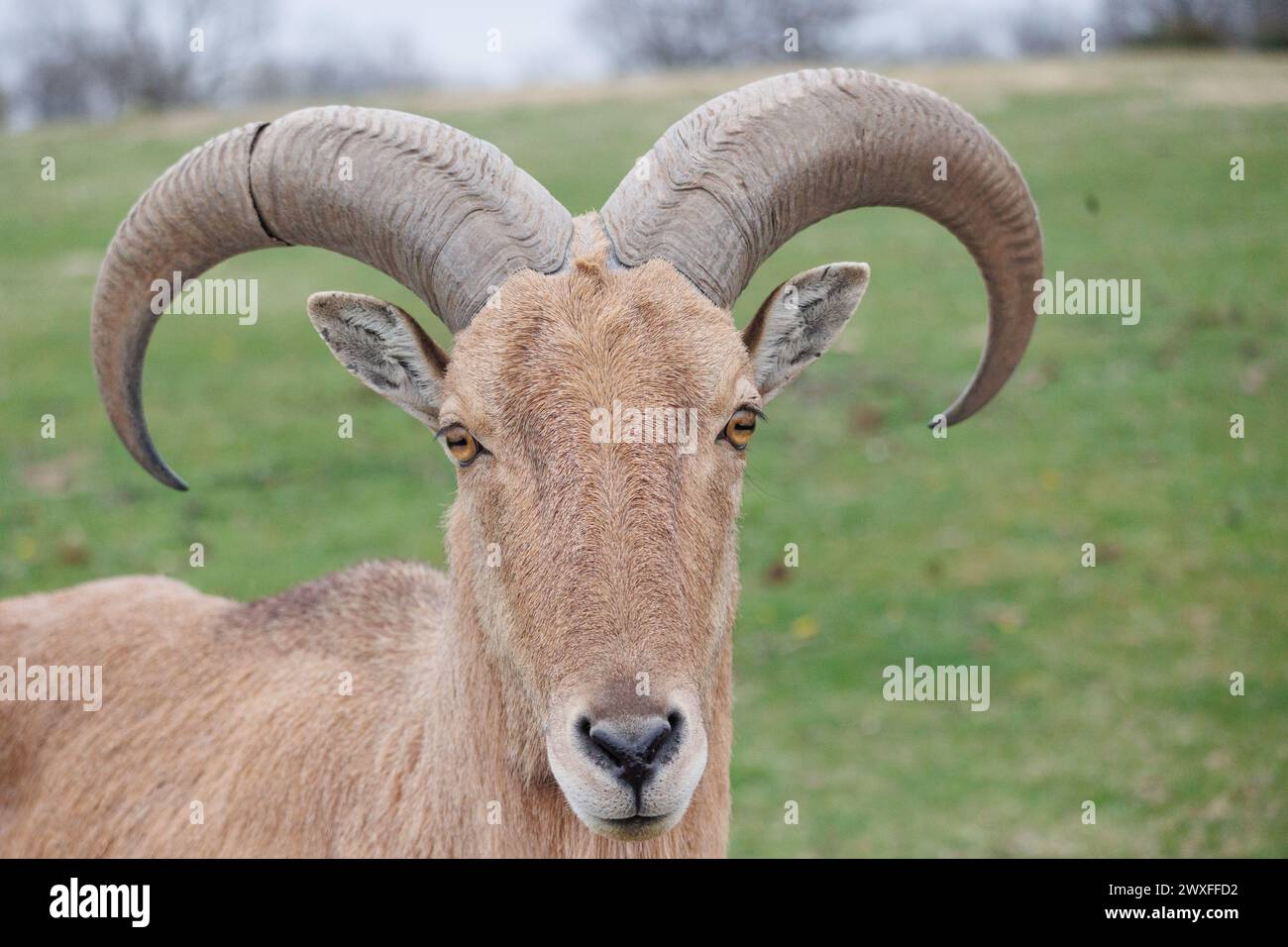 Dickhornschafe Stockfoto