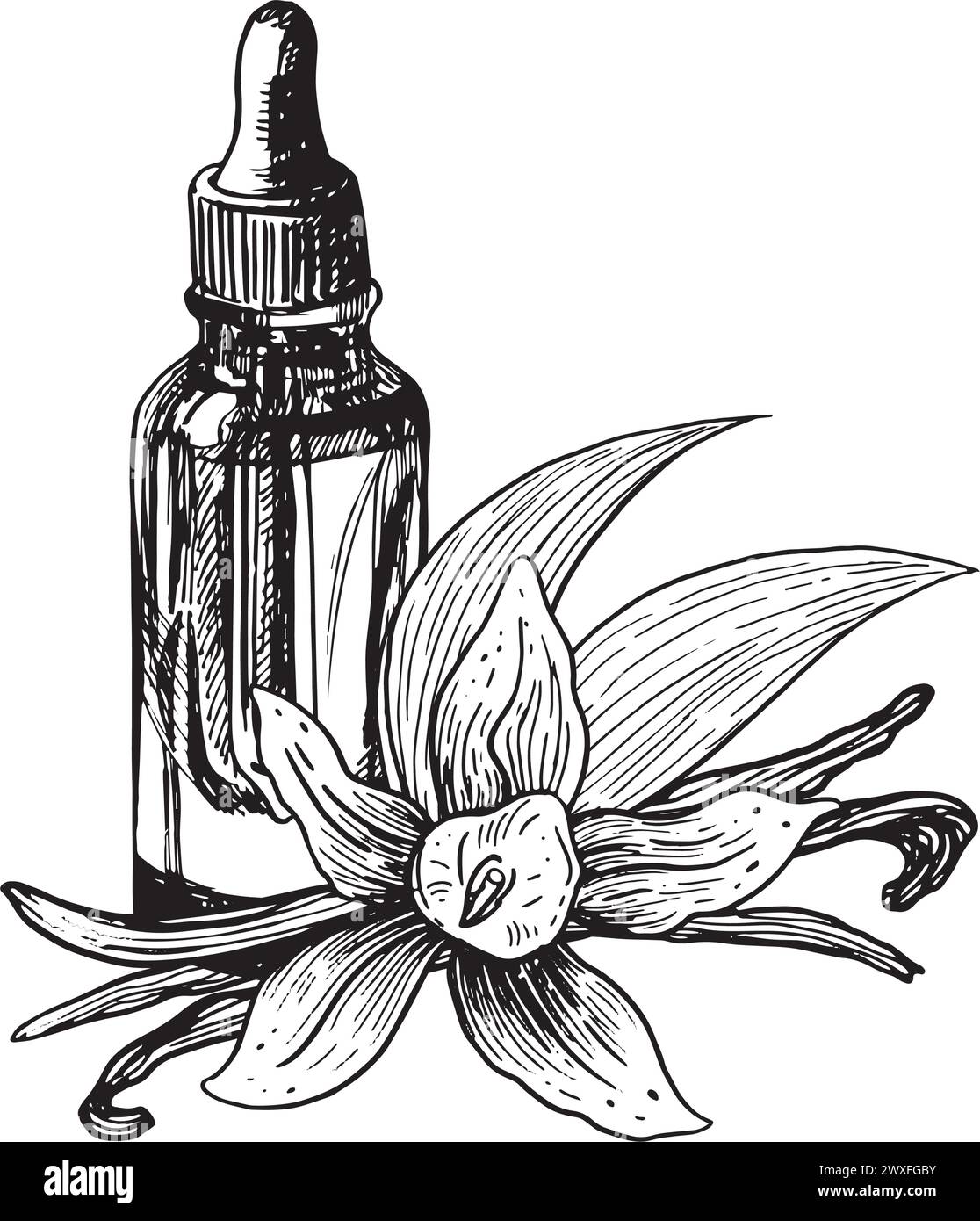 Vanilleblüten mit Stäbchen. Aquarellhandgezeichnete Illustration von gelben Orchideen und Schoten auf isolierten Hintergründen. Skizze von Gewürzen oder Essential Oi Stock Vektor