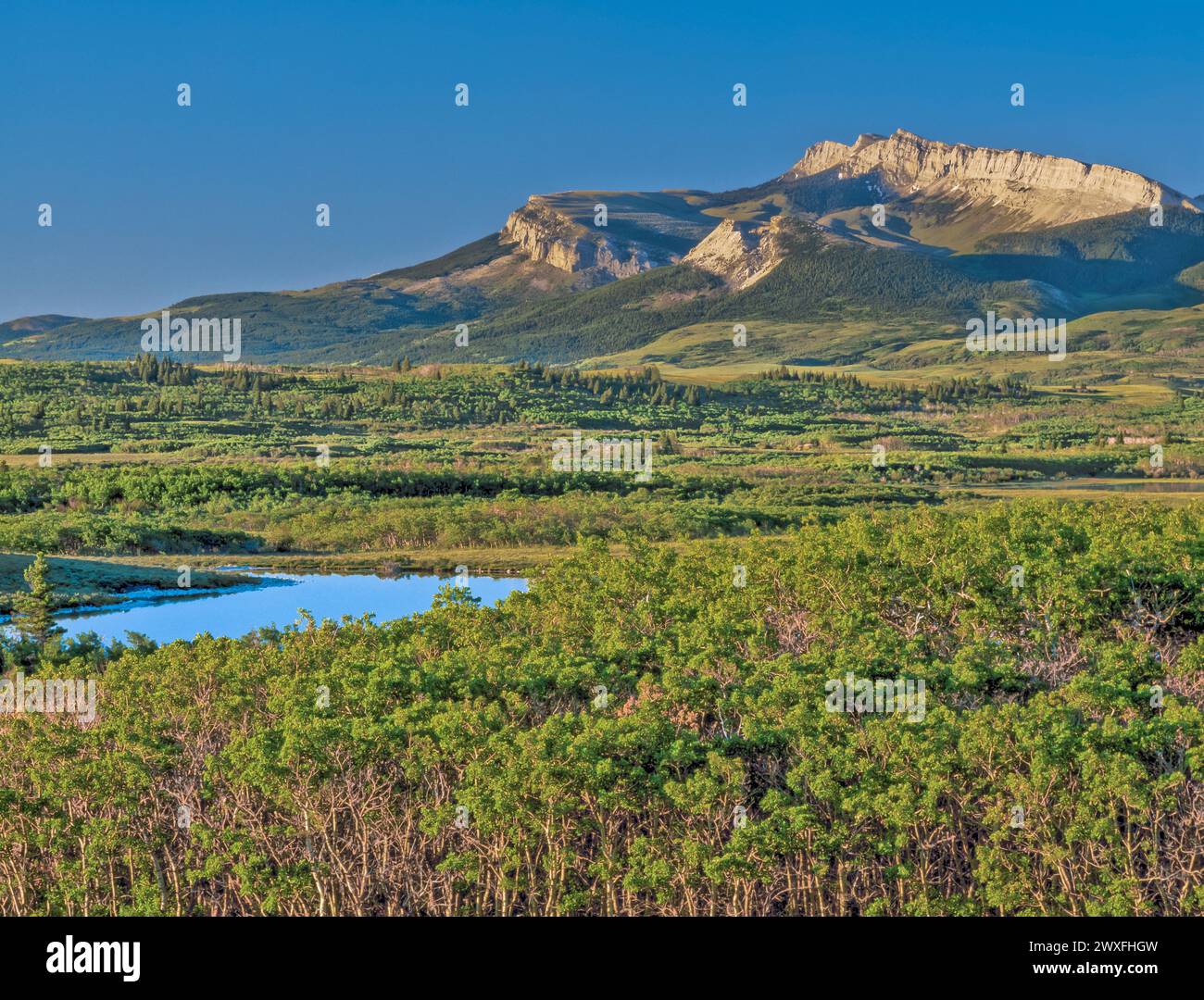 Mauerriff und geteilter Berg über Feuchtgebieten entlang der felsigen Bergfront in der Nähe von Dupuyer, montana Stockfoto