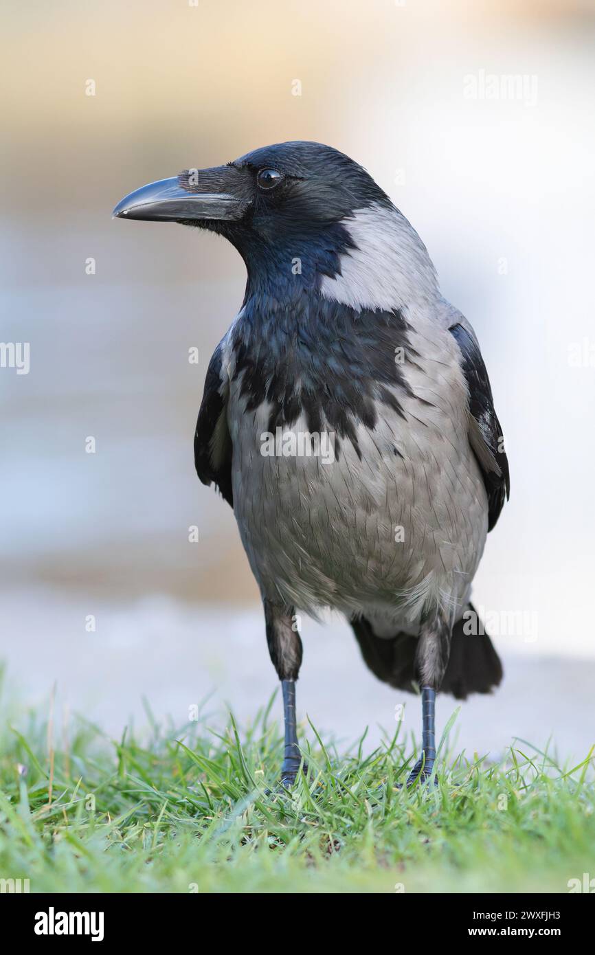 Krähe mit kapuze auf grünem Rasen (Corvus Corone cornix) Stockfoto
