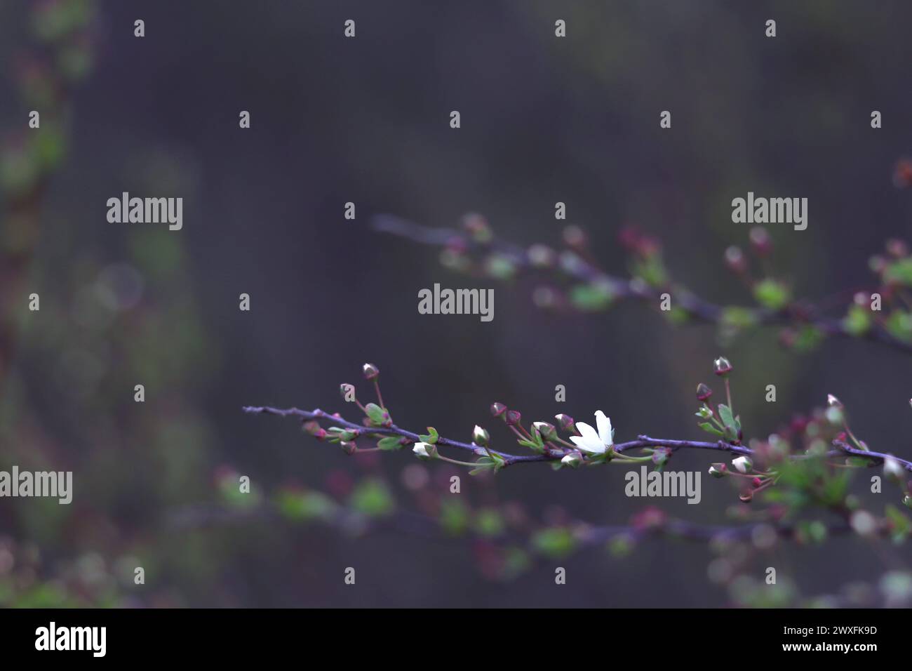 Zweig mit kleiner weißer Blüte und Knospen vor dunklem Hintergrund. Konzepte: Ruhige und subtile Hintergründe, Ruhe und Gelassenheit, florale Hintergründe Stockfoto