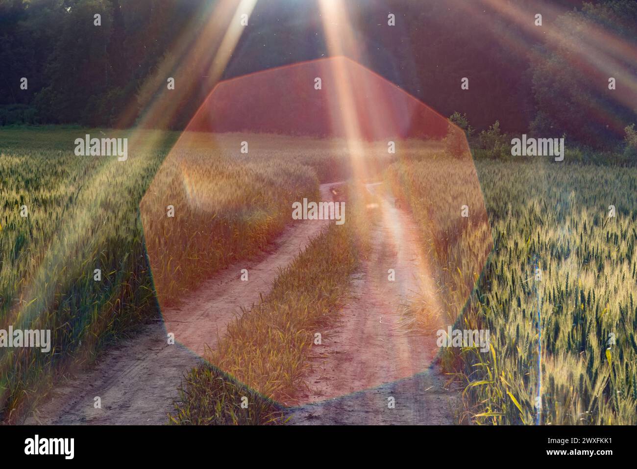 Ländlicher Feldweg zwischen Getreidefeldern, Sonnenstrahlen und optischer Abblendung Stockfoto