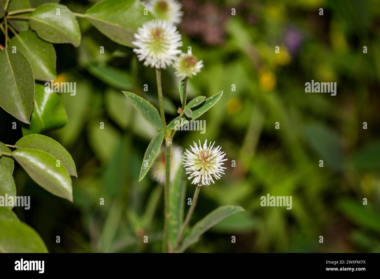 Weiße Blüten und grüne Blätter einer Bergkleepflanze (Trifolium montanum) Stockfoto