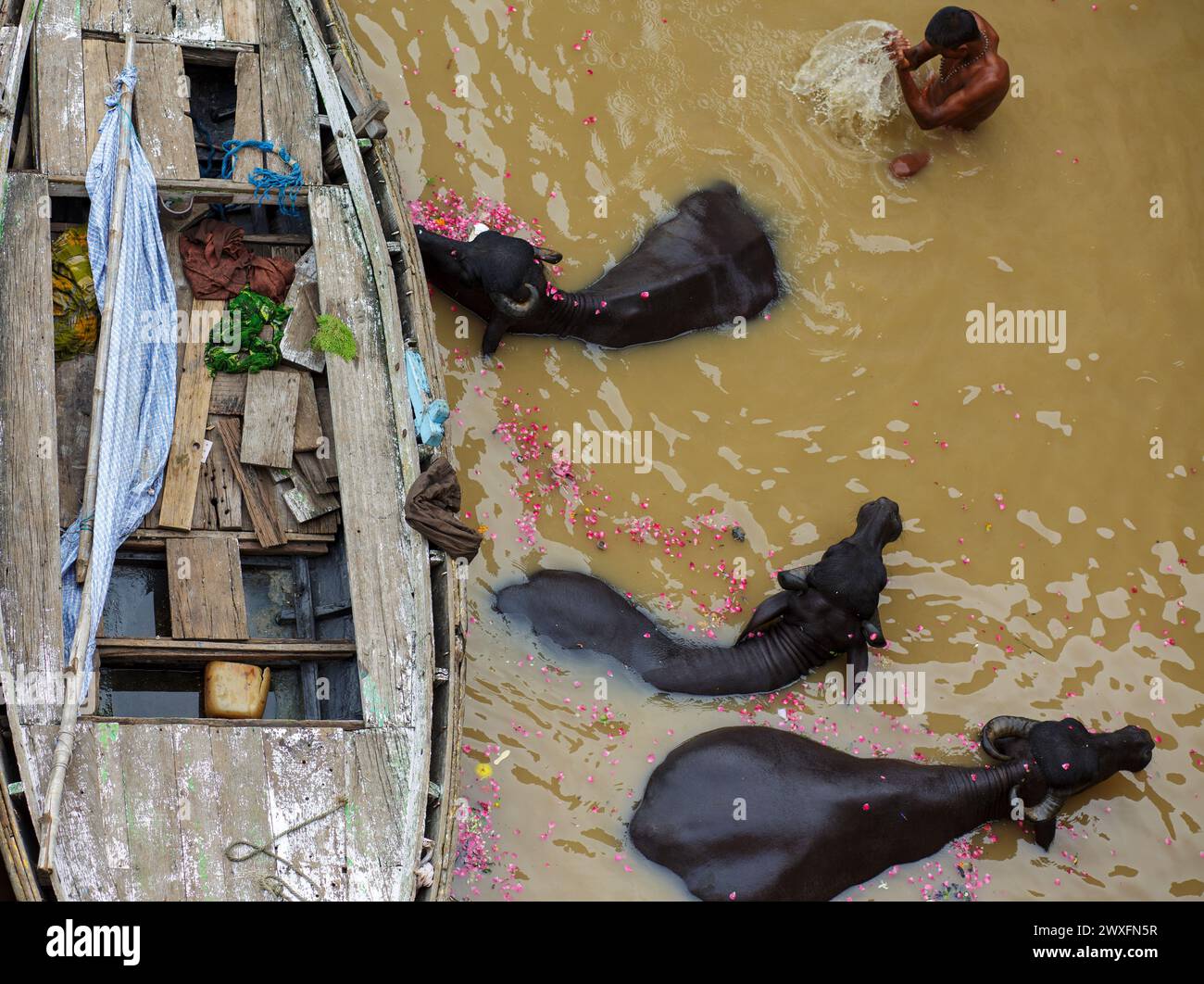 Baden Sie mit Wasserbüffeln im Ganges während des Monsuns in Varanasi, Indien. Stockfoto
