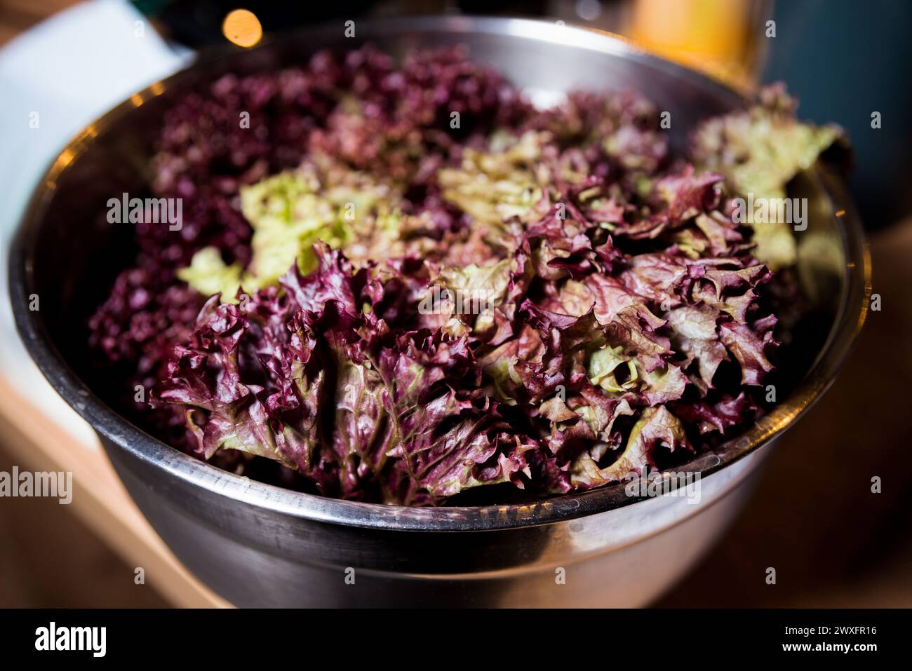Nahaufnahme von leuchtend roten Lollo Rosso Salatblättern in einer großen Metallrührschüssel, zubereitet für einen gesunden Salat. Stockfoto