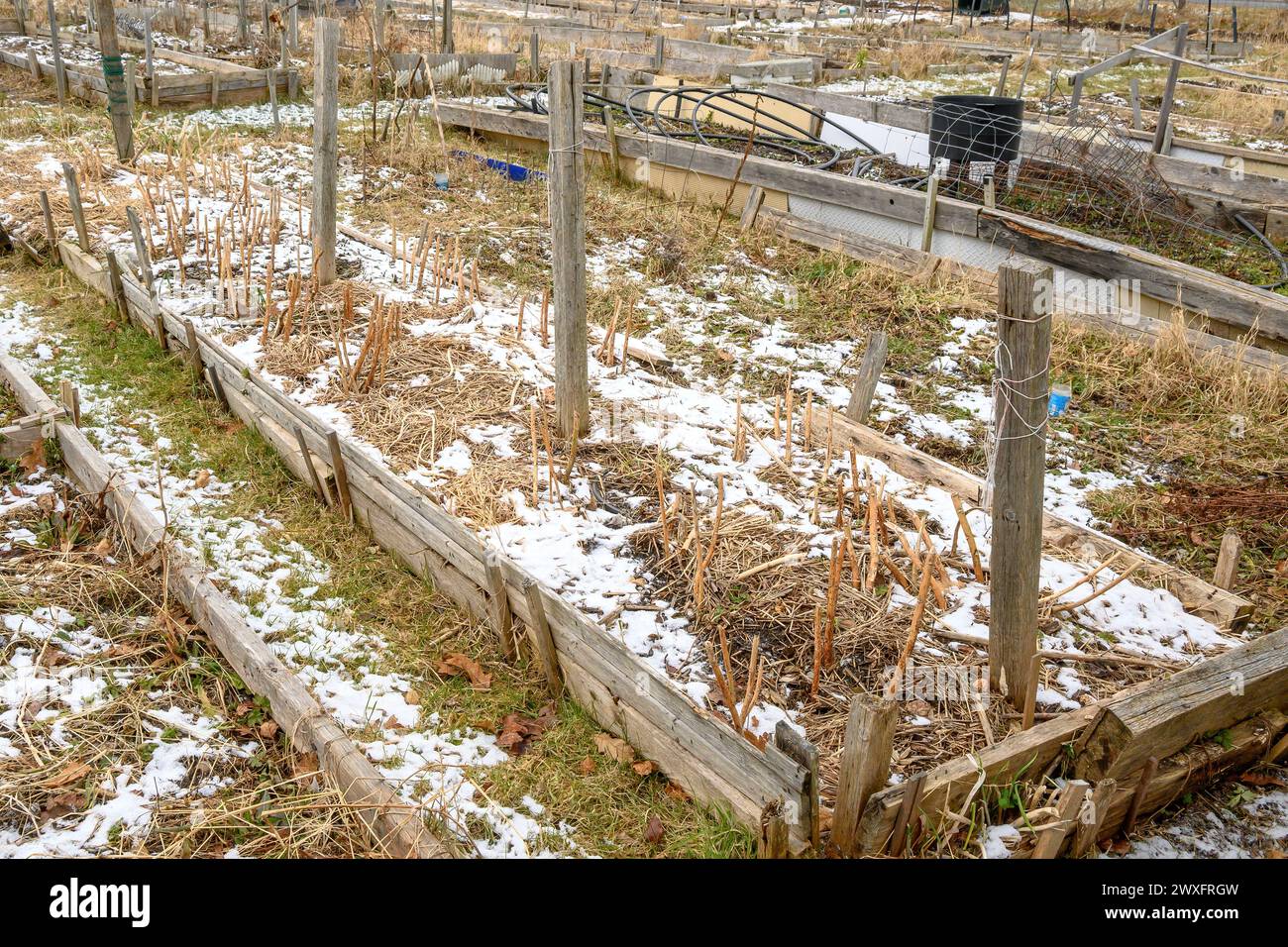 Ein Gemeinschaftsgarten im Winter. Der Garten hat Plätze für Pflanzen, ist aber ansonsten leer, außer totem Gras und Schnee. Stockfoto