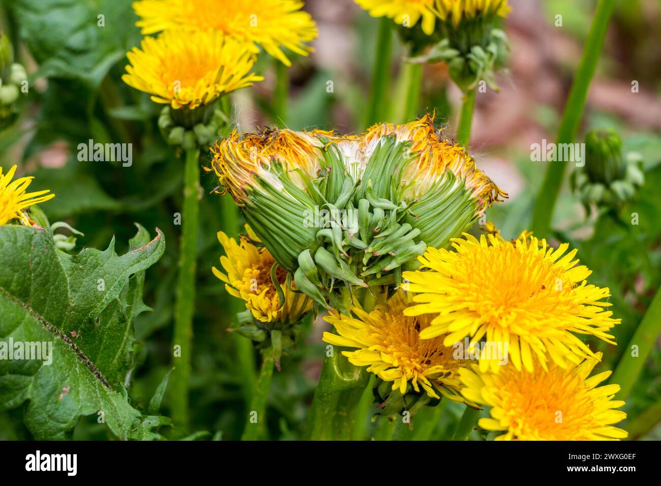 Abnorme Entwicklung des gewöhnlichen Löwenzahns (Taraxacum officinale), dreiköpfige Blütenstände an einem dicken Stiel Stockfoto