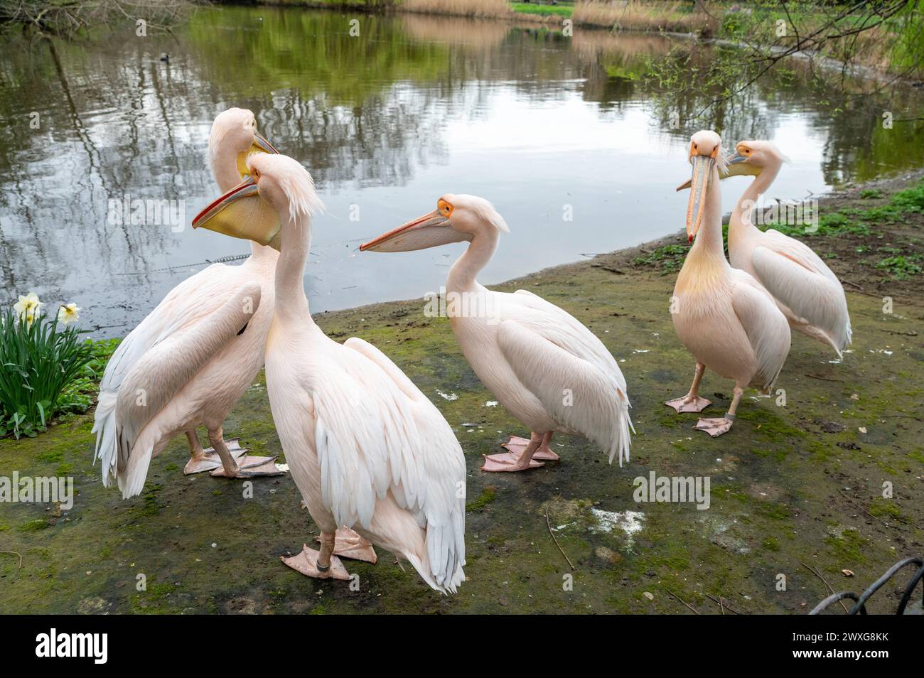 Pelicans (Pelecanus onocrotalus) im St James's Park in London. UK. Stockfoto