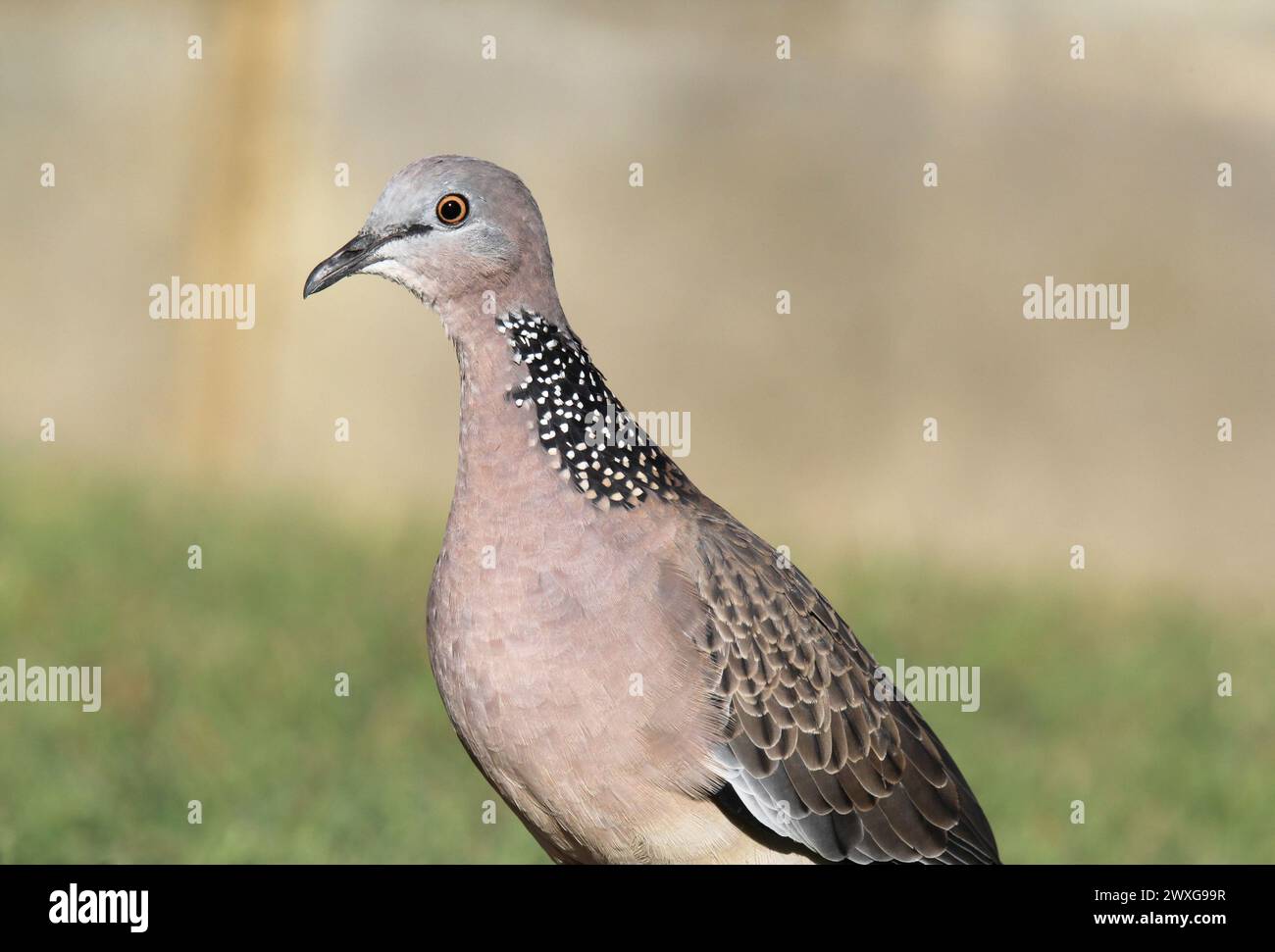 Nahaufnahme Porträt eines gefleckten Taubenvogels Stockfoto
