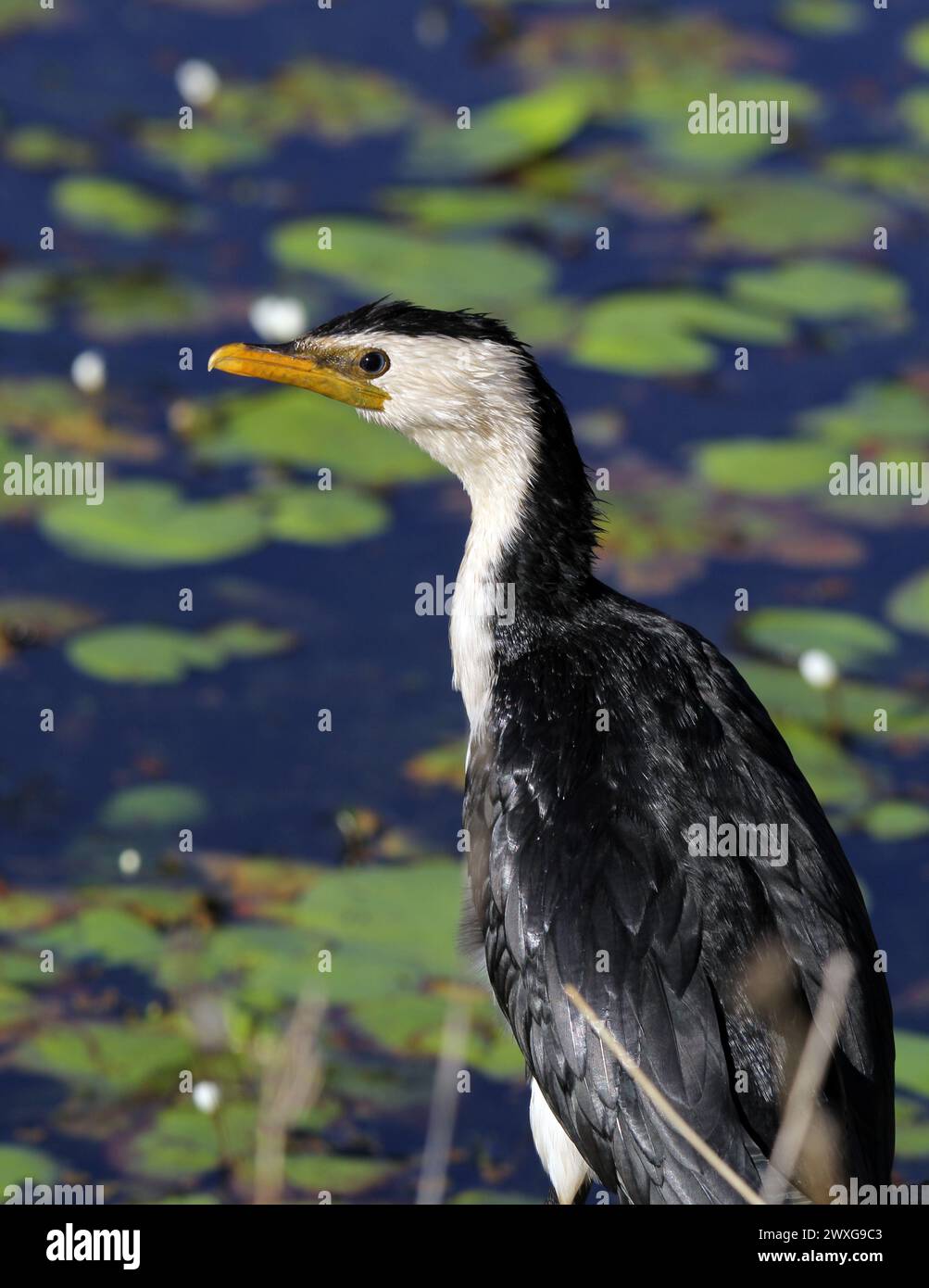 Kleiner Kormoranvogel, der neben einem Wasserteich steht Stockfoto