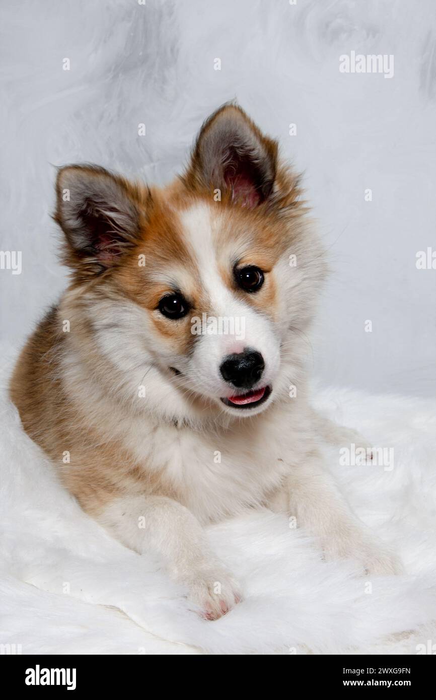 Der norwegische Lundhund ruht sich aus und schaut in die Camara. Manche nennen es auch einen norwegischen Puffinhund. Stockfoto