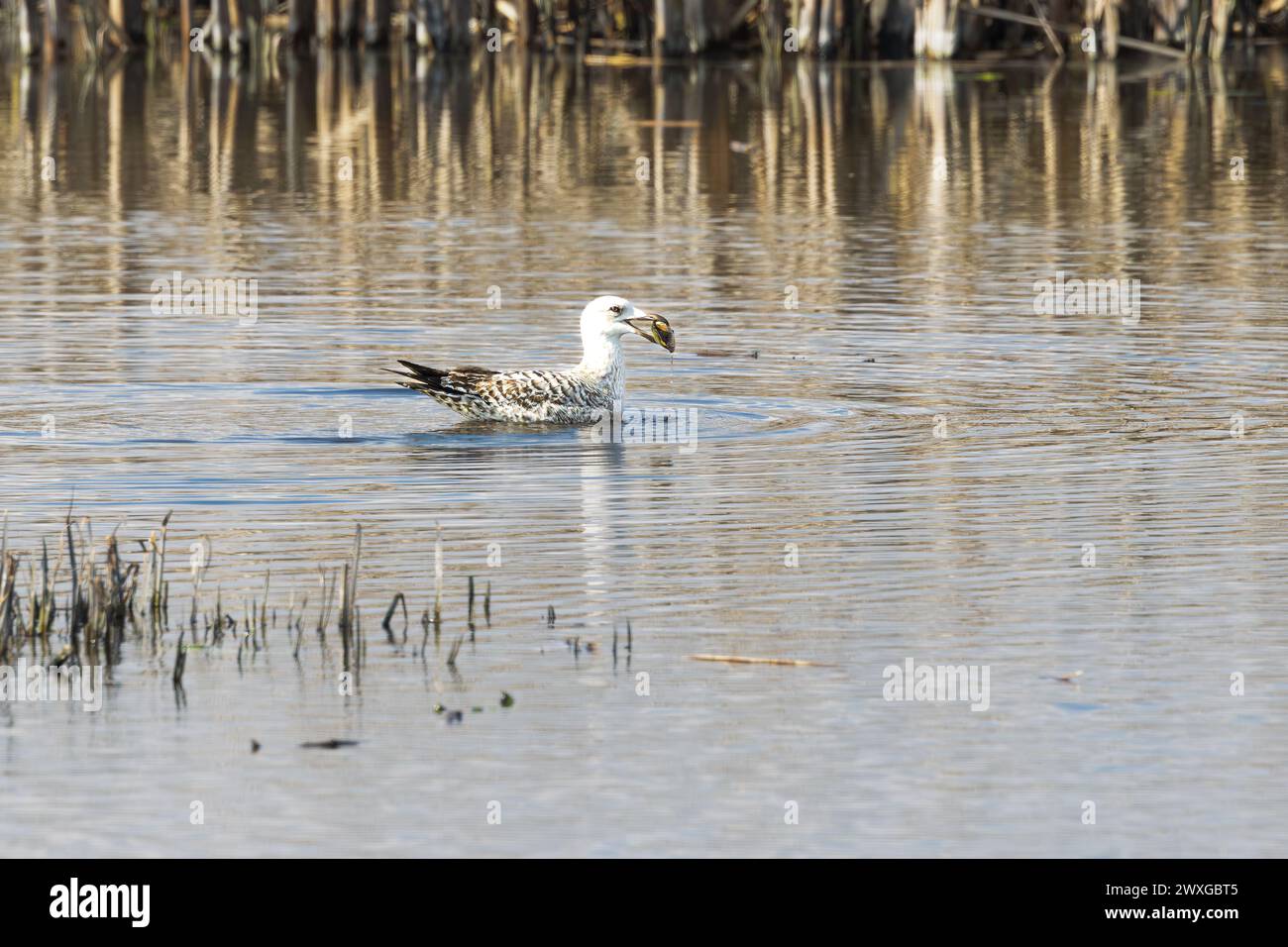 Nahaufnahme schwimmende schwimmende Futtersuche der Jungmöwe Larus marinus im jungen Gefieder mit aufgetauchter Schwanenmuschel, Anodonta cygnea, in Stockfoto