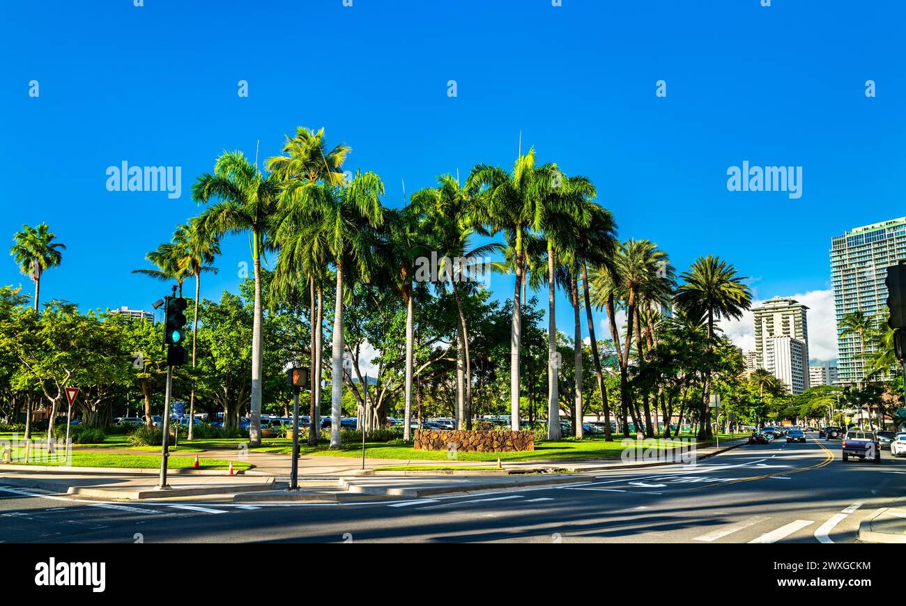 Palmen im Fort DeRussy Beach Park in Honolulu - Oahu Island, Hawaii Stockfoto