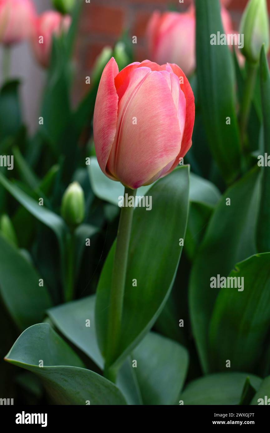 Nahaufnahme der Blumen von Tulipa 'Mystic van Eijk' in einem Garten im Frühling Stockfoto