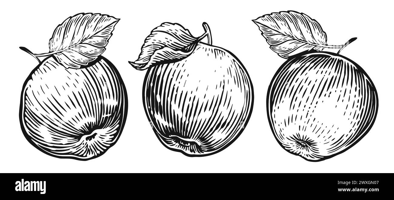 Apfelfrucht mit Blatt, Set-Skizze. Handgezeichnete Früchte im Vintage-Gravurstil. Vektorabbildung Stock Vektor