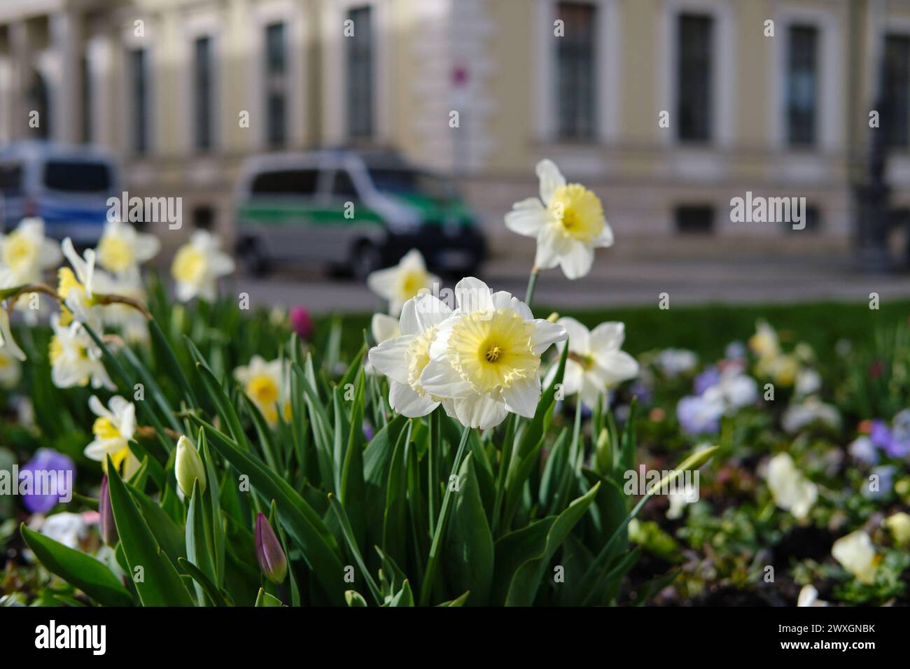 Frühlingsblumen an Reiterdenkmal König Ludwig I. Weiß-gelbe Frühlingsblumen blühen am Reiterdenkmal König Ludwig I. Im Hintergrund sind unscharf Poli Stockfoto