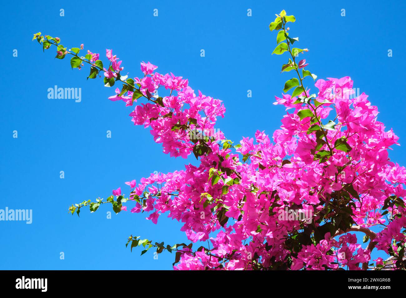 gründüngung saatgut Bio Saatgut Für Garten Gelbsenf Saatgut 25.000 Samen – Für Gründüngung,  Bienenweide & Bodenverbesserung Ginseng Samen
