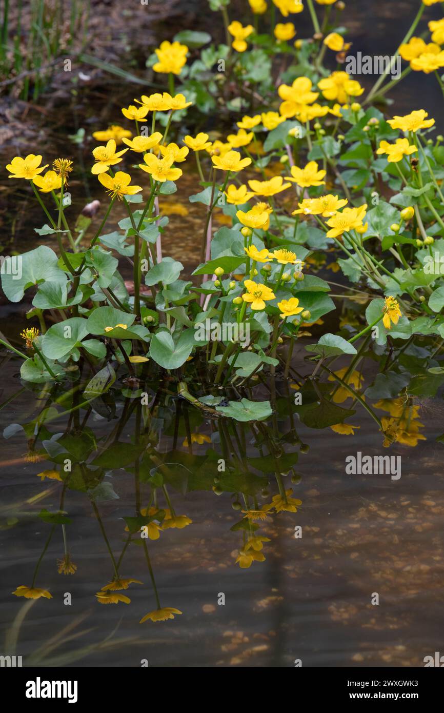 Caltha palustris. Marsh Ringelblumen in einem Pool. UK Stockfoto