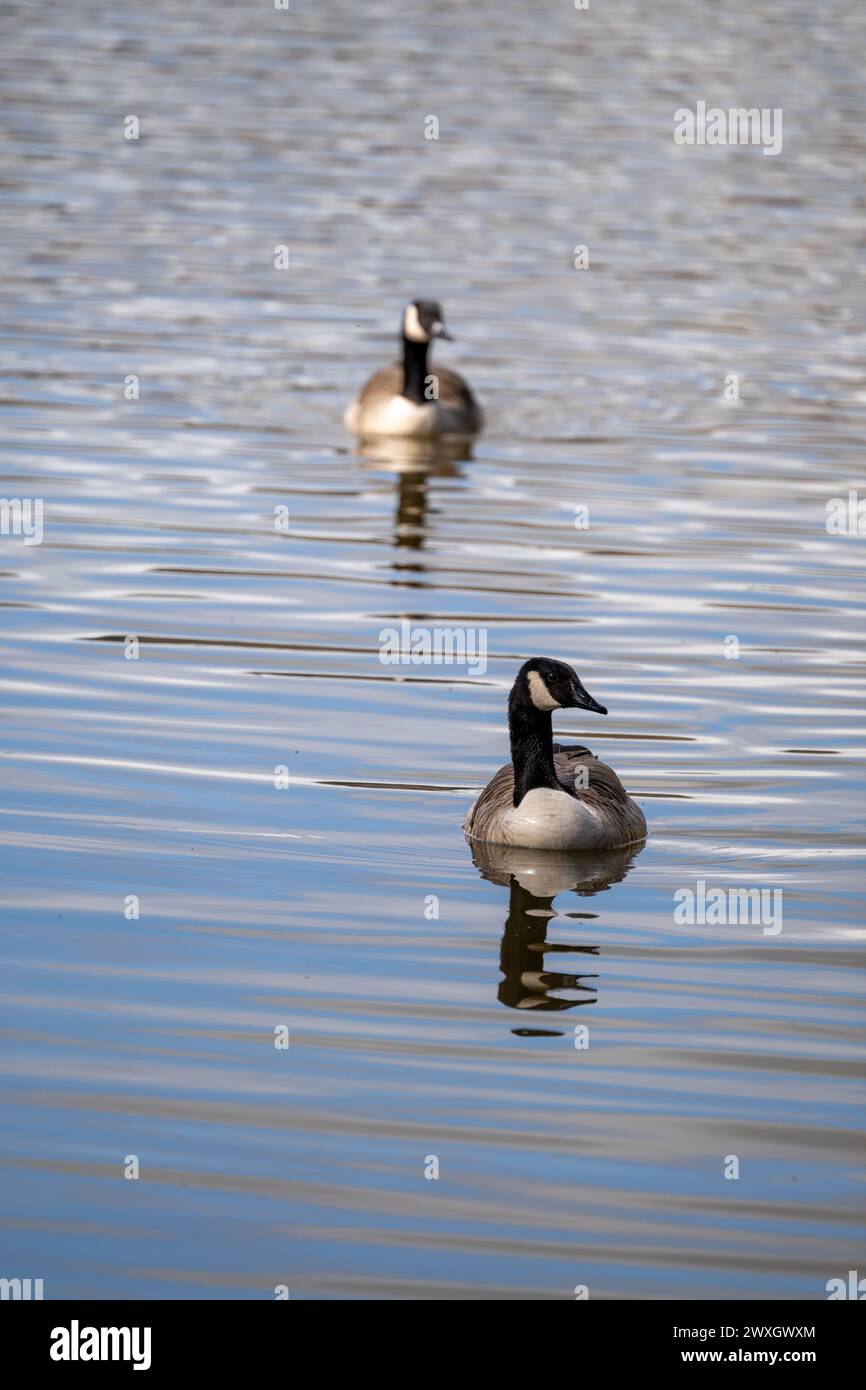 Das Porträtfoto eines Paares Kanadänse, Branta canadensis, das zusammen auf einem See gesehen wird und nichts anderes auf dem Bild zeigt, kräuselt sich nur auf der Oberfläche des Sees. Stockfoto