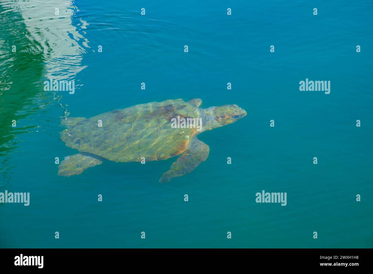 Kefalonia, griechische Inseln Stockfoto