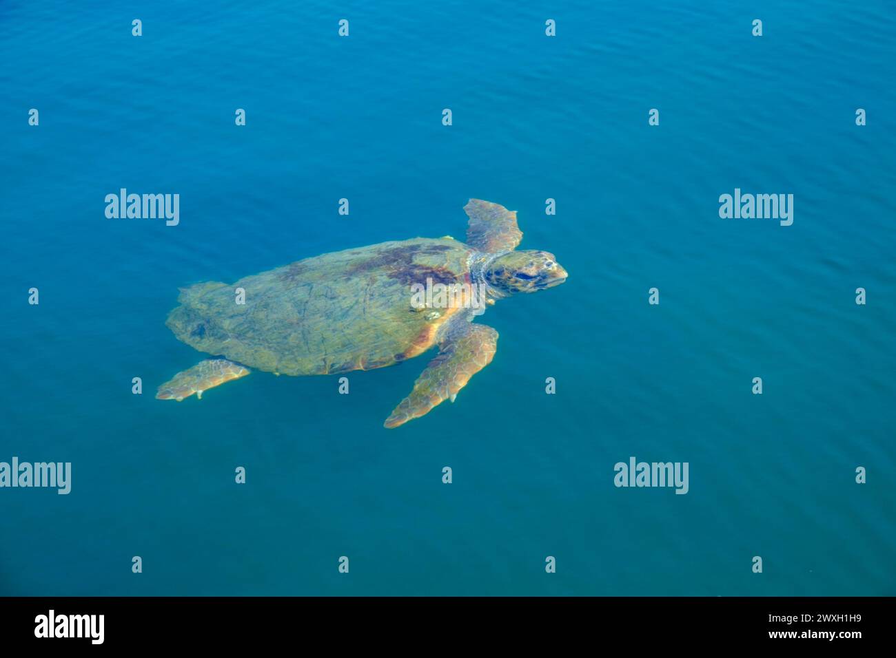 Kefalonia, griechische Inseln Stockfoto