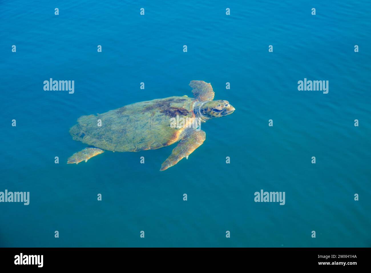 Kefalonia, griechische Inseln Stockfoto
