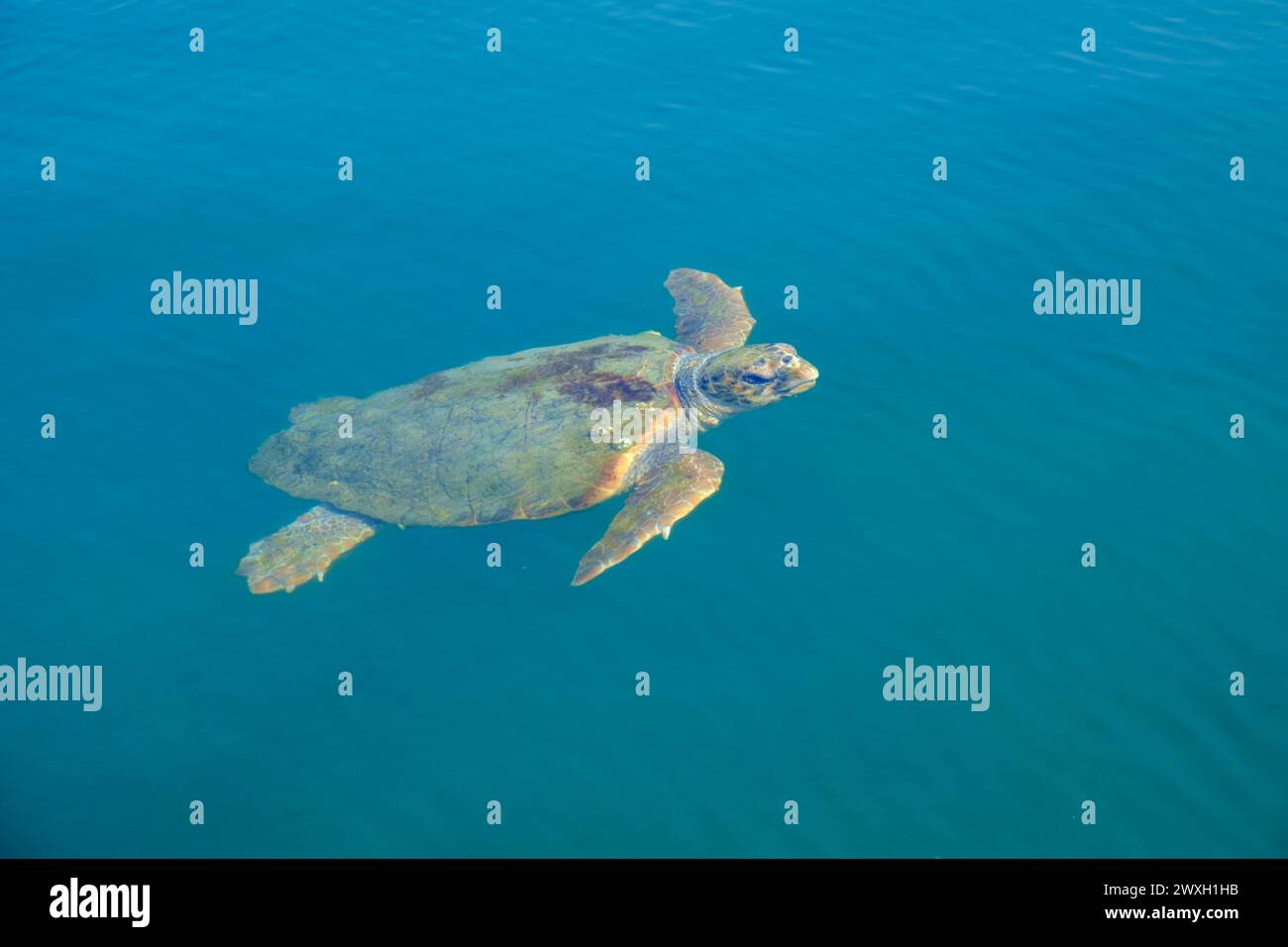 Kefalonia, griechische Inseln Stockfoto