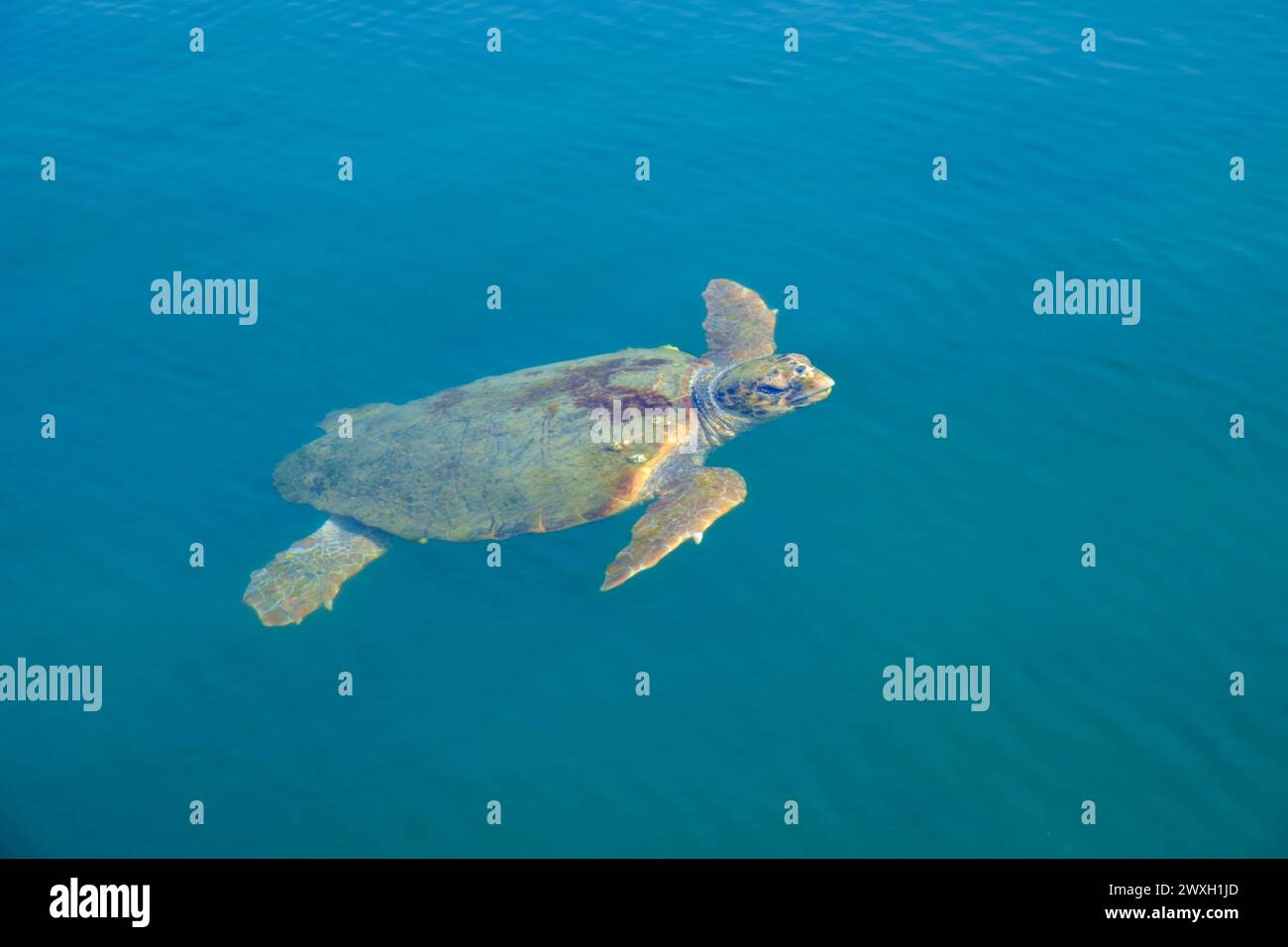 Kefalonia, griechische Inseln Stockfoto