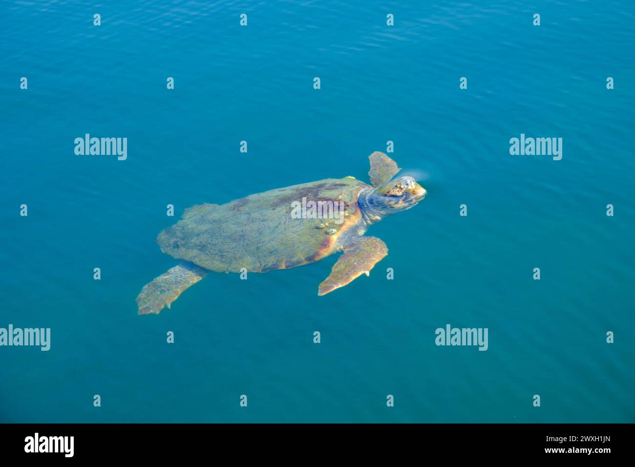 Kefalonia, griechische Inseln Stockfoto