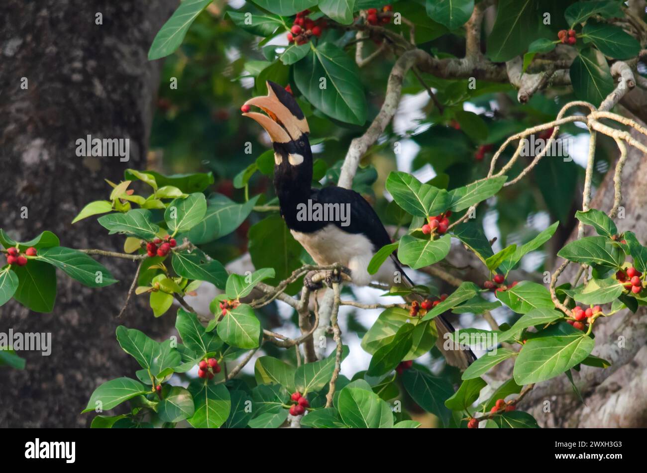 Malabar-Hainschnabel (Anthracoceros coronatus) beobachtet in Dandeli in Karntaka Stockfoto