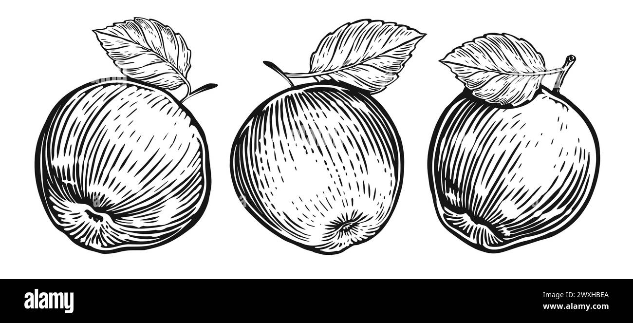 Apfel mit Blatt Set. Fruchtzeichnungen im Stile der Gravur. Handgezeichnete Zeichnung Stock Vektor