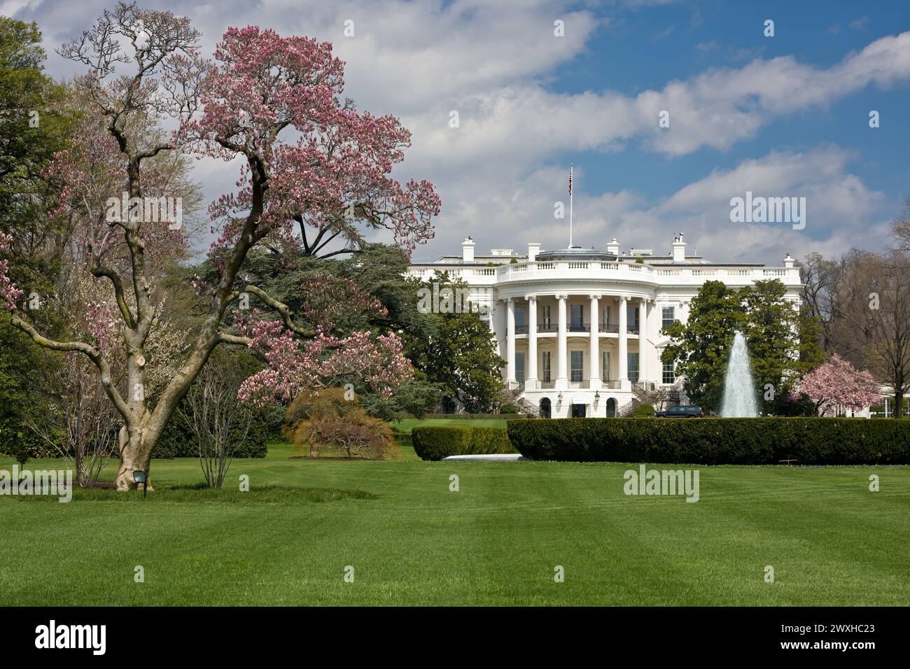 White House South Lawn und blühender Magnolia Tree. Stockfoto