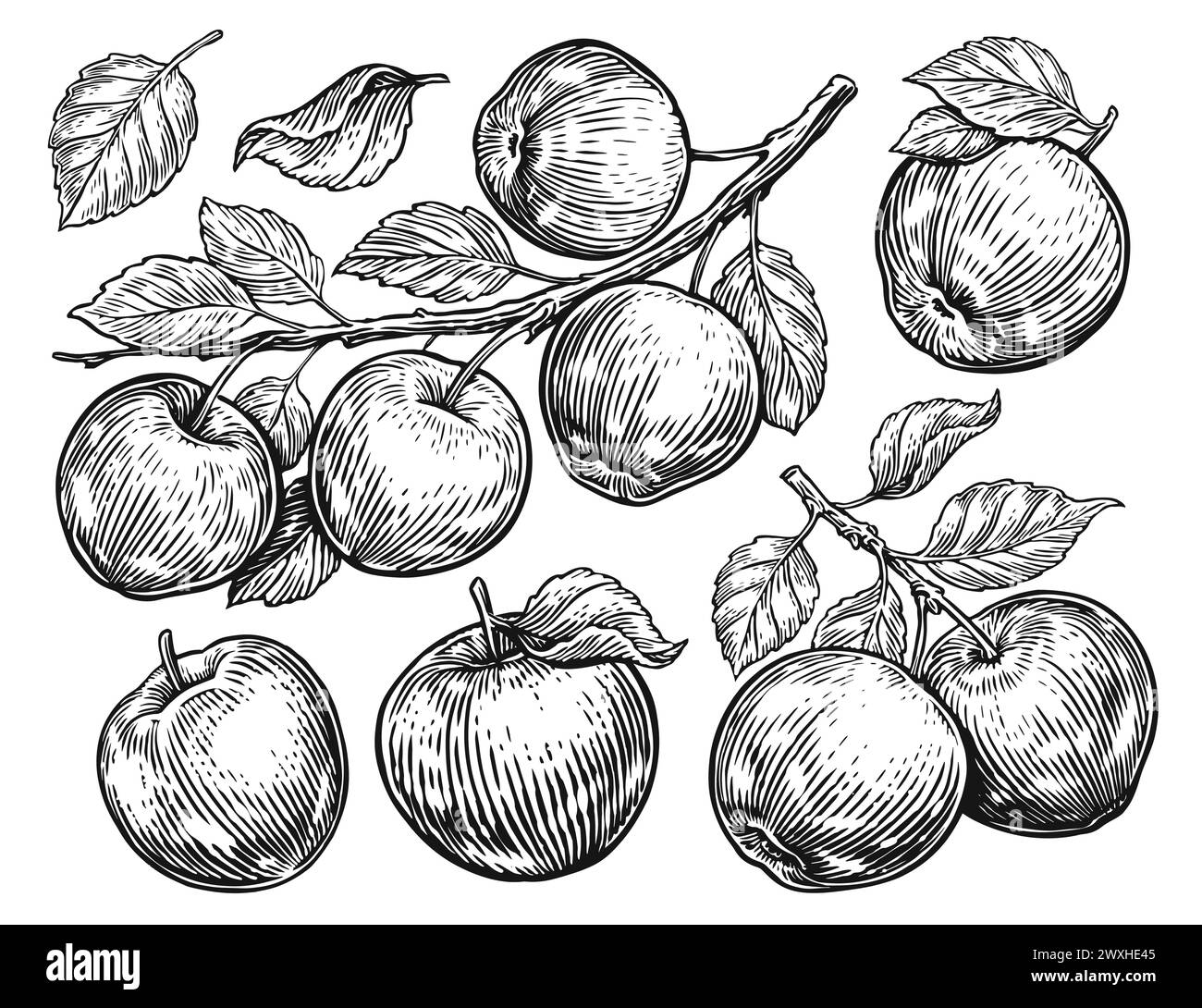 Satz von Skizzen mit Äpfeln und Blättern. Handgezeichnete Illustration mit Früchten. Vintage-Skizzengravur Stock Vektor