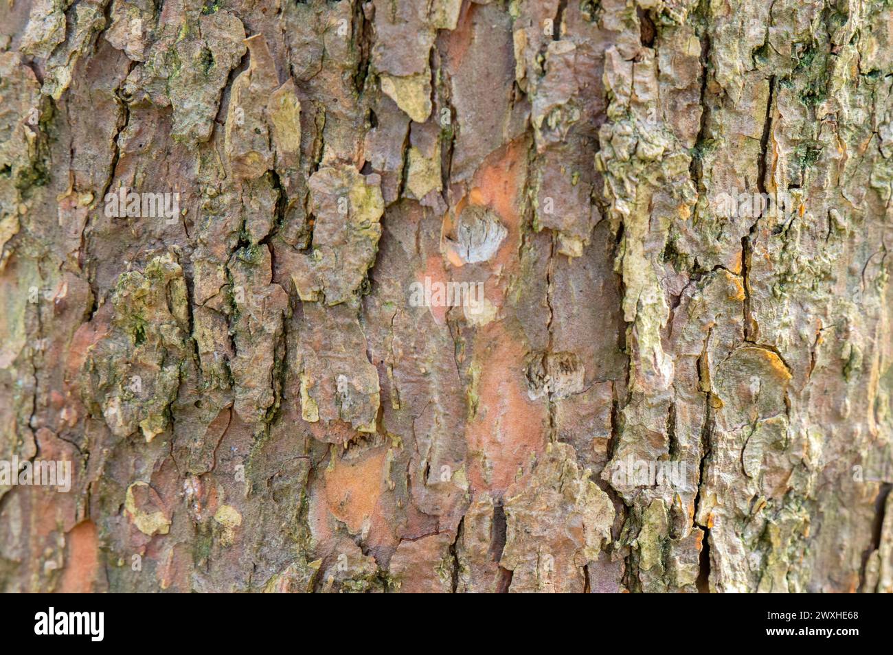 Nahaufnahme der Rinde Eines Davidia Involucrata Baumes in Amsterdam, Niederlande 19-3-2024 Stockfoto