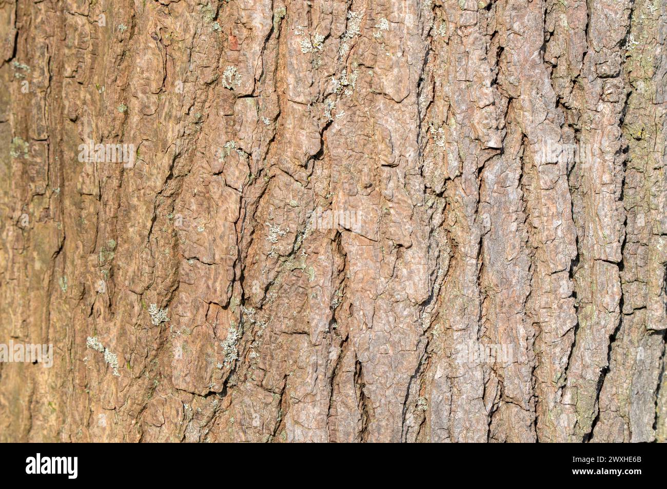 Nahaufnahme der Rinde Eines Liquidambar Styraciflua Baumes in Amsterdam, Niederlande 21-3-2024 Stockfoto