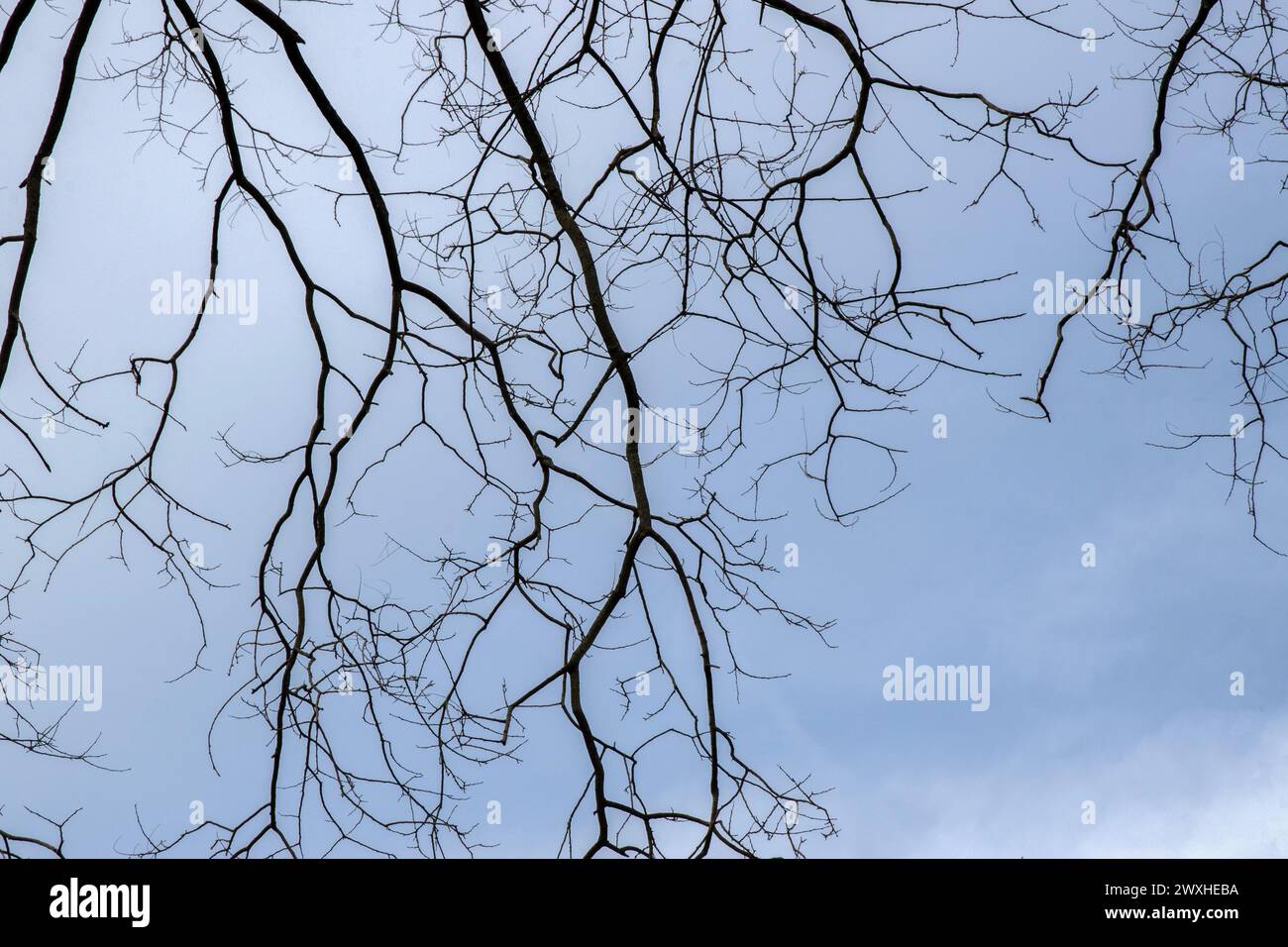 Nahaufnahme Zweige Eines Baumes in den Himmel in Amsterdam, Niederlande 26-3-2024 Stockfoto