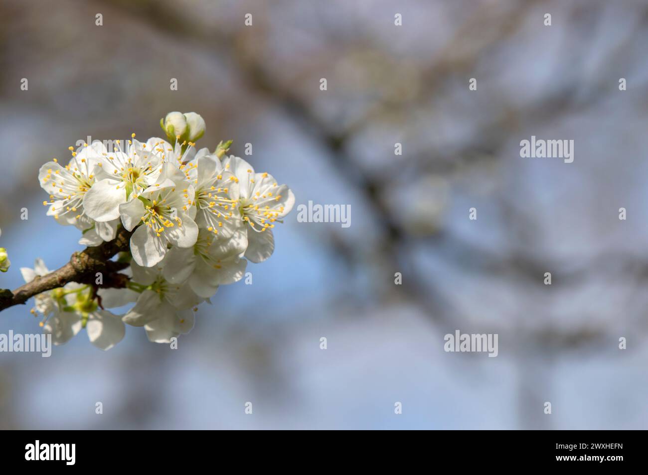 Nahaufnahme Prunus Domestica Opal In Amsterdam, Niederlande 19-3-2024 Stockfoto