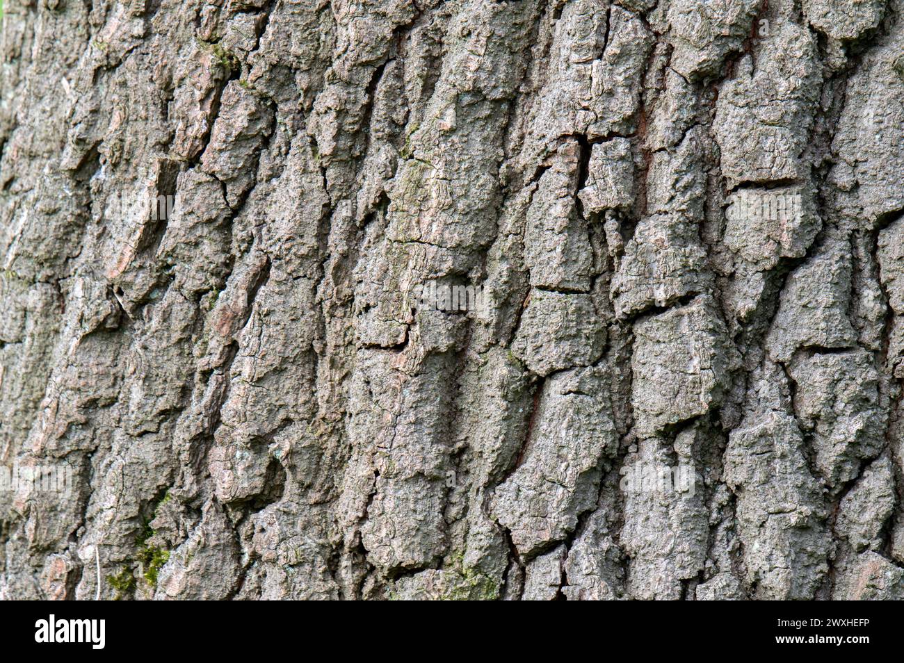 Nahaufnahme Quercus Cerris Bark In Amsterdam, Niederlande 19-3-2024 Stockfoto